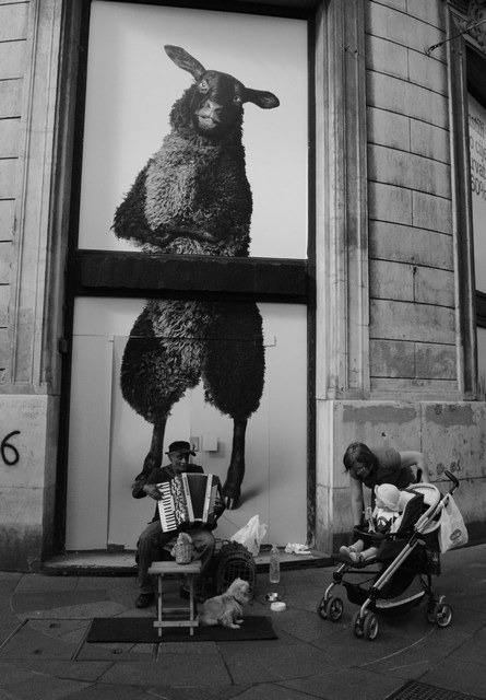 Street Scene with Large Sheep Poster