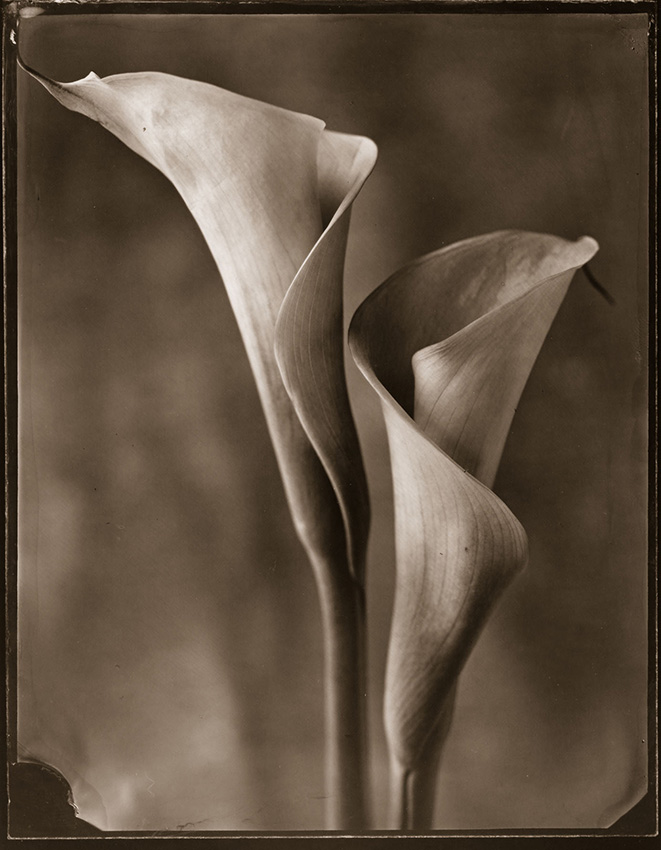 Two Calla Lilies (Daylight)