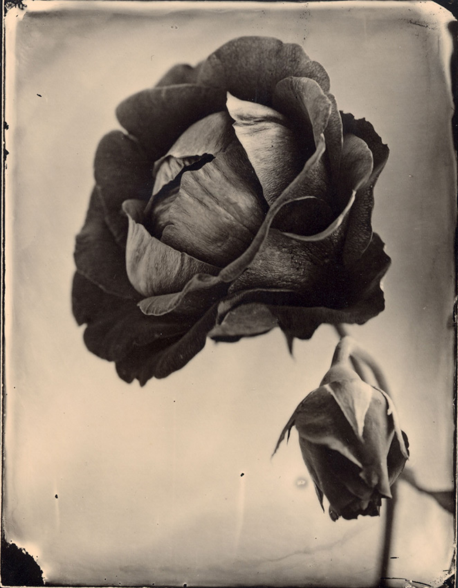 Red Rose with Bud Red Rose with Bud