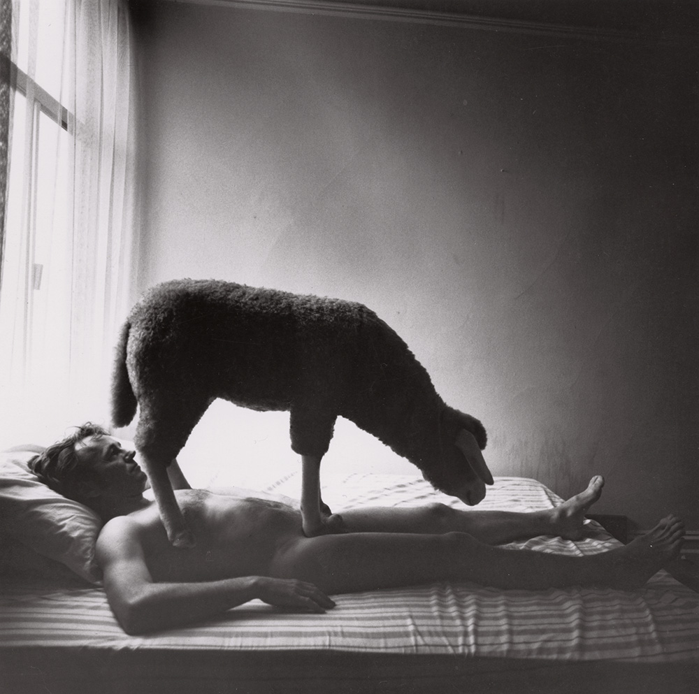 Bob Leet with Sheep, San Francisco