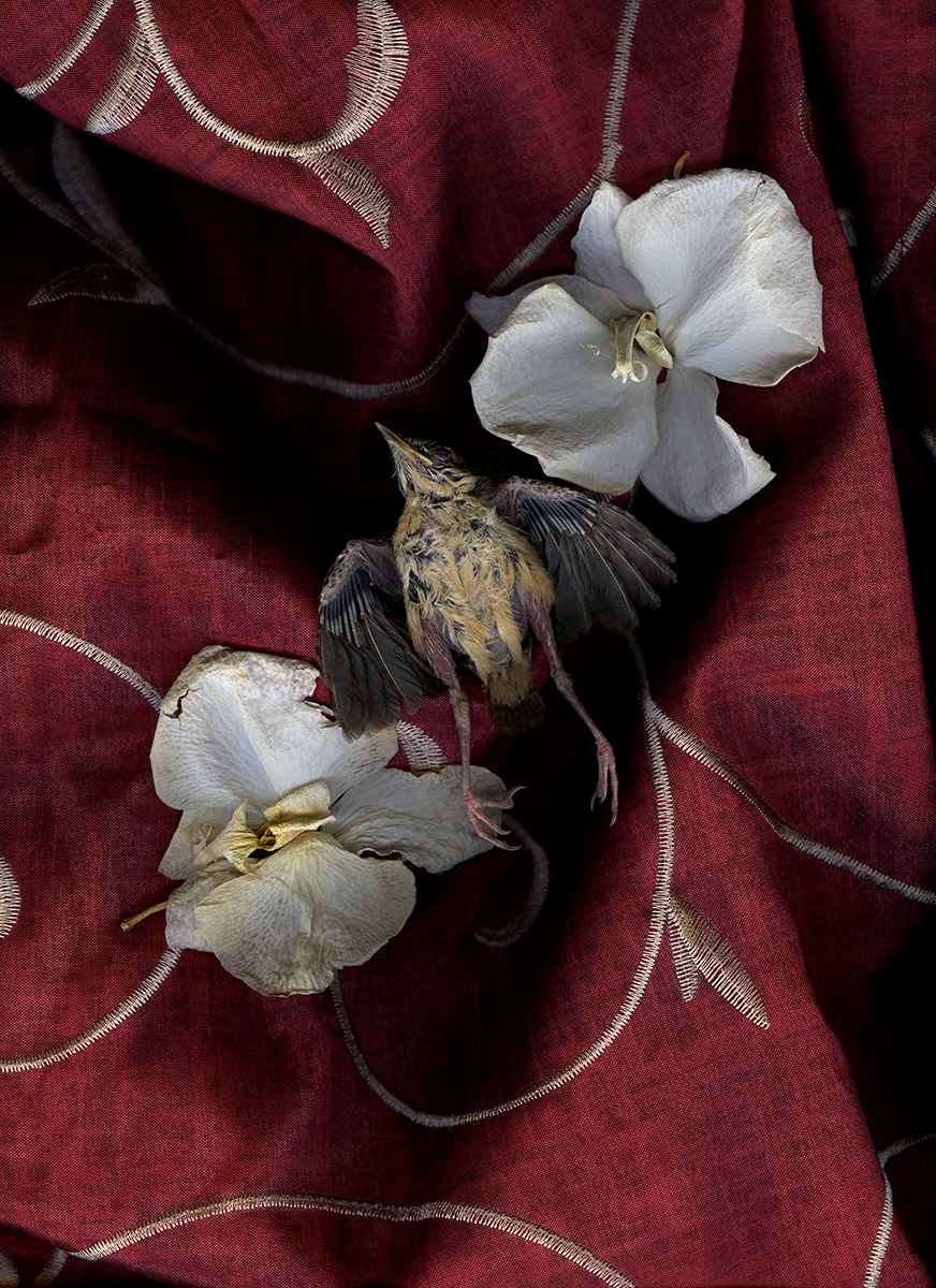 Bird in Color Bird in Color