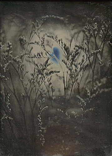 Botanical Study Botanical Study