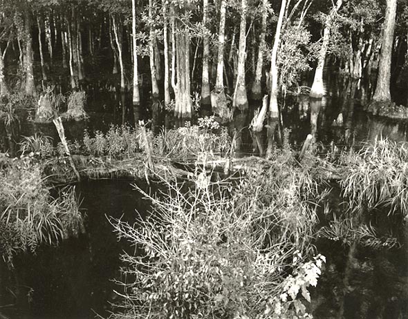 Swamp (Bayou Le Batre), Alabama #3 Swamp (Bayou Le Batre), Alabama #3