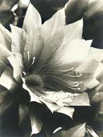 Anonymous - Exuberance
Click for more Images