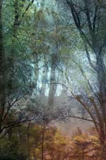 Lisa Holden - Forest (from Series "Constructed Landscapes")
Click for more Images