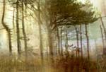 Lisa Holden - Pine Forest II (from Series "Constructed Landscapes")
Click for more Images