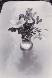 Edouard Boubat - Fleurs des Champs, For&ecirc;t de Fontainebleau
Click for more Images