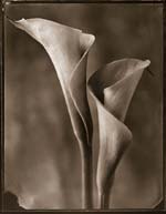 Tom Baril - Two Calla Lilies (Daylight)
Click for more Images