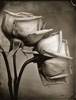 Tom Baril - Two Roses
Click for more Images