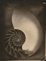 Tom Baril - Nautilus
Click for more Images