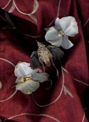 Thomas John Shillea - Bird in Color
Click for more Images