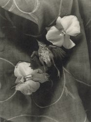 Thomas John Shillea - Bird and Flowers
Click for more Images